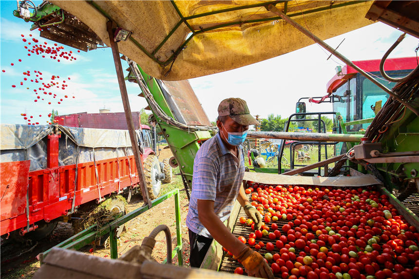 Harvesters in Xinjiang reap tomatoes across thousands of hectares