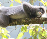 National first-class protected Phayre's leaf monkeys increase to over 2000 in SW Yunnan