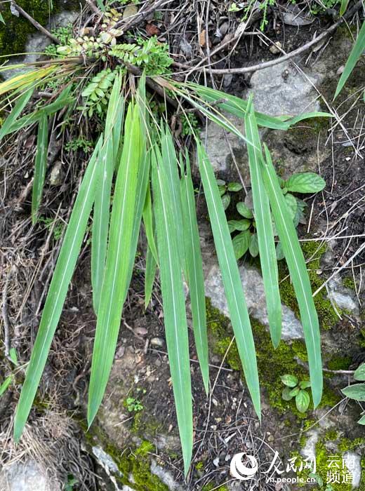 Rare grass species discovered in SW China
