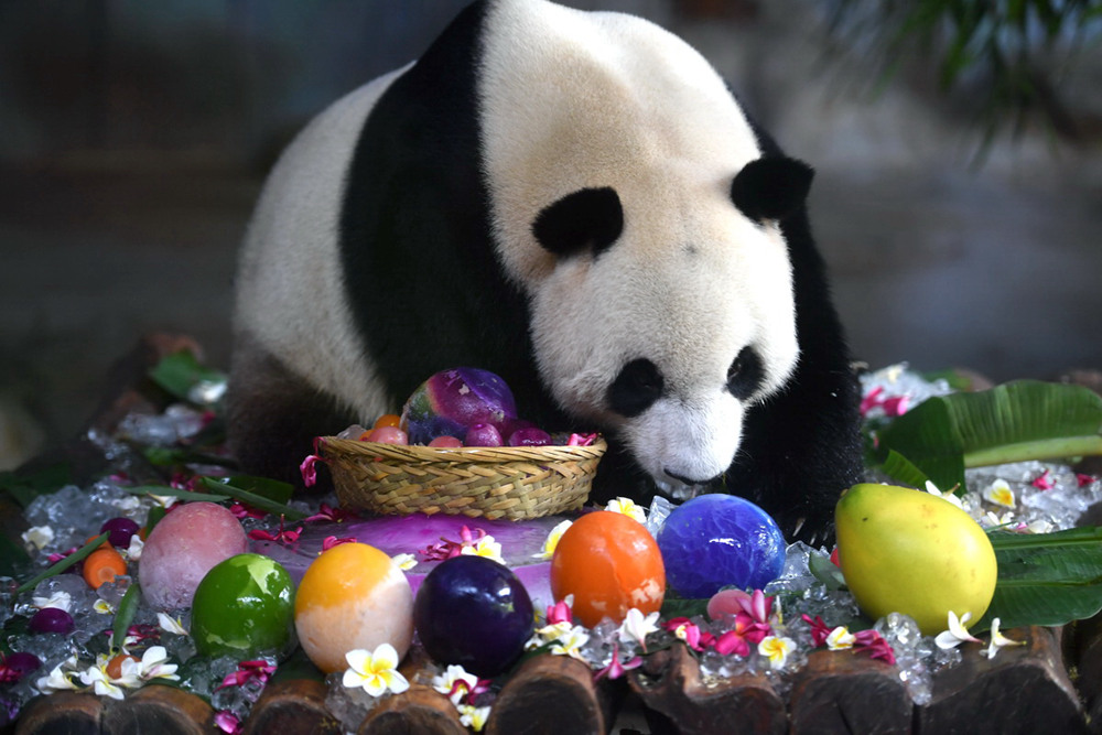 Eighth birthday for pair of giant pandas celebrated in Haikou, Hainan province
