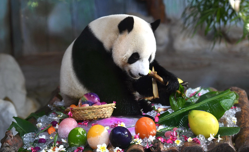 Eighth birthday for pair of giant pandas celebrated in Haikou, Hainan province
