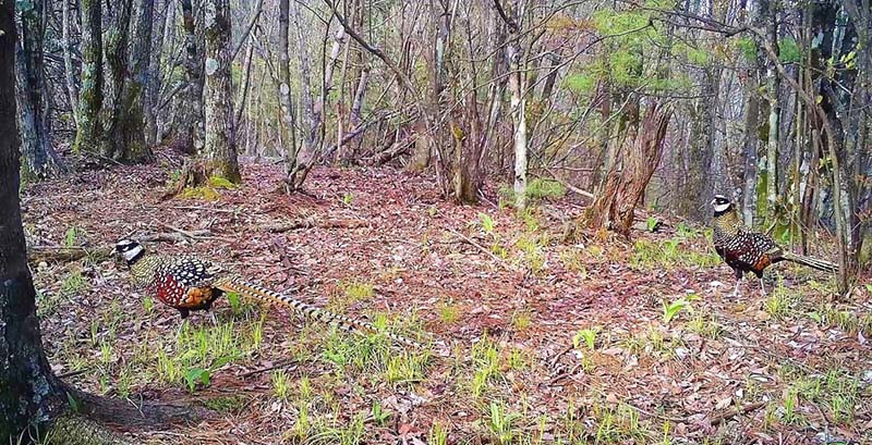 Infrared cameras capture footage of rare animals in Shennongjia, China’s Hubei province