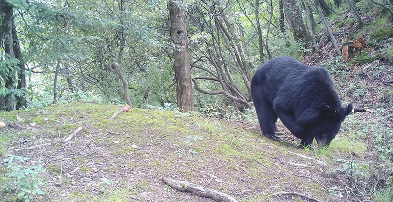Infrared cameras capture footage of rare animals in Shennongjia, China’s Hubei province