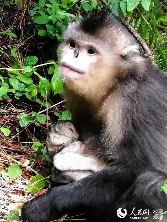 Yunnan snub-nosed monkey born in SW China nature reserve