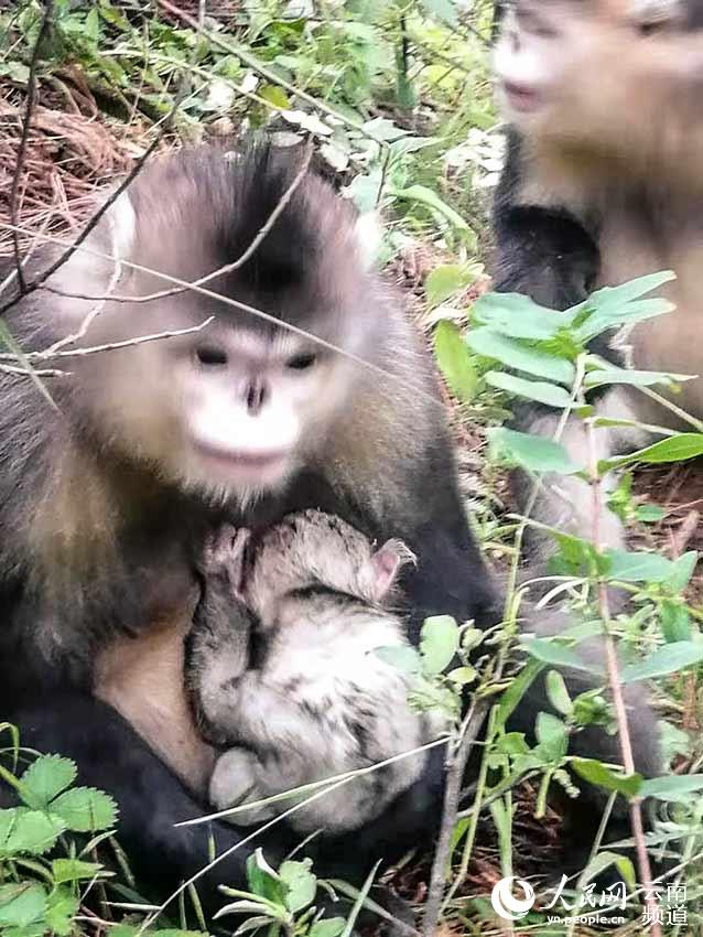 Yunnan snub-nosed monkey born in SW China nature reserve