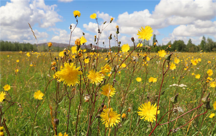 Xinjiang’s Jeminay County paints a vivid picture of bright dandelions