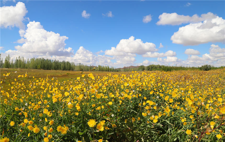 Xinjiang’s Jeminay County paints a vivid picture of bright dandelions