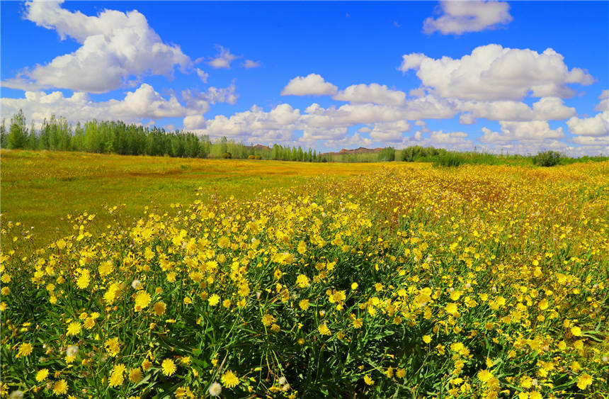 Xinjiang’s Jeminay County paints a vivid picture of bright dandelions