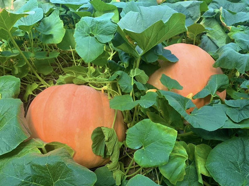 How heavy can a pumpkin be? Over 100 kg!