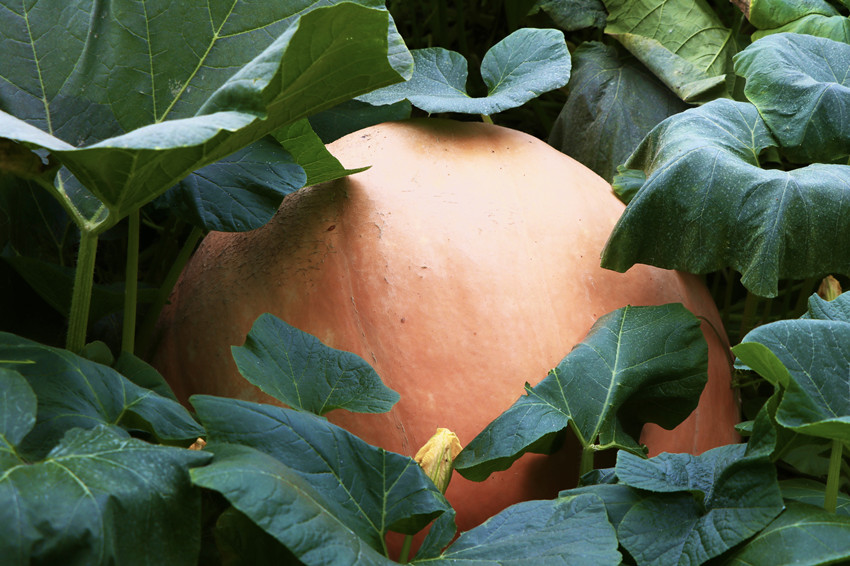 How heavy can a pumpkin be? Over 100 kg!