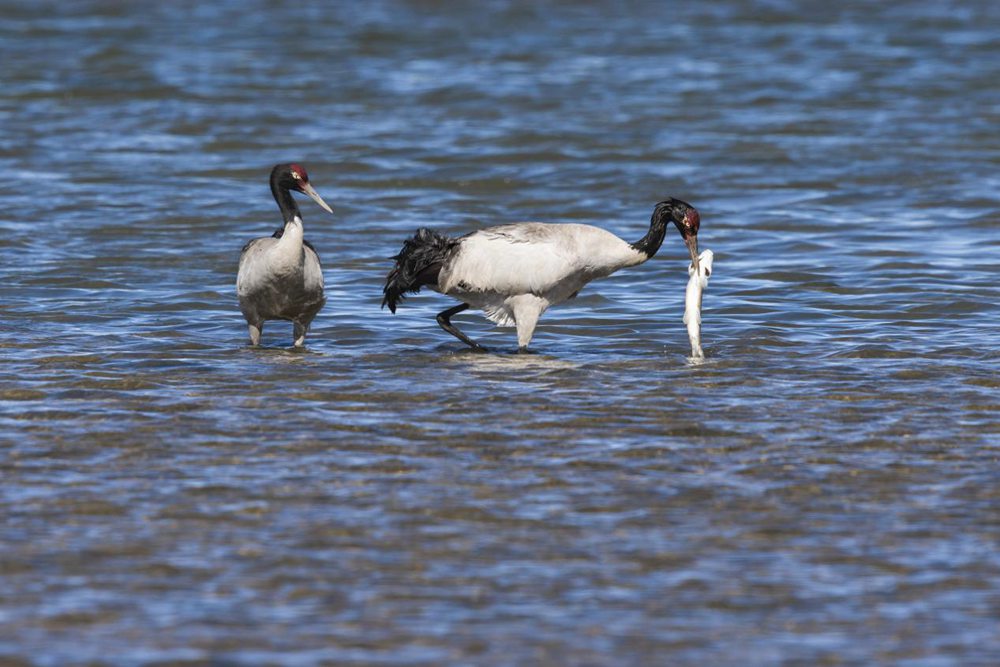 Black-necked crane population exceeds 8,000 in SW China’s Tibet