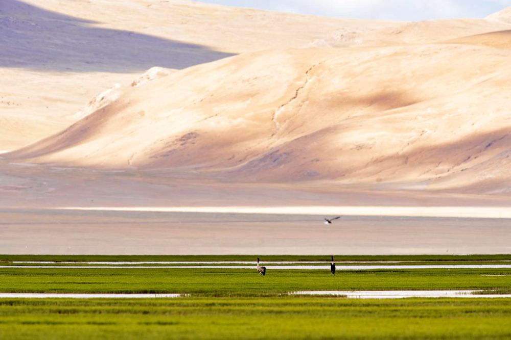 Black-necked crane population exceeds 8,000 in SW China’s Tibet