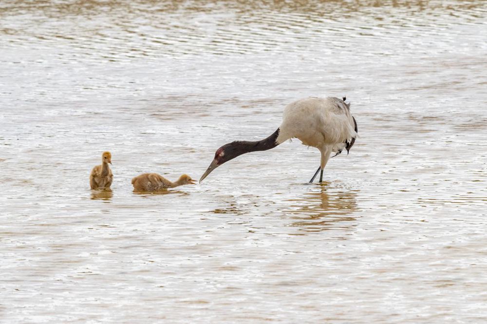 Black-necked crane population exceeds 8,000 in SW China’s Tibet