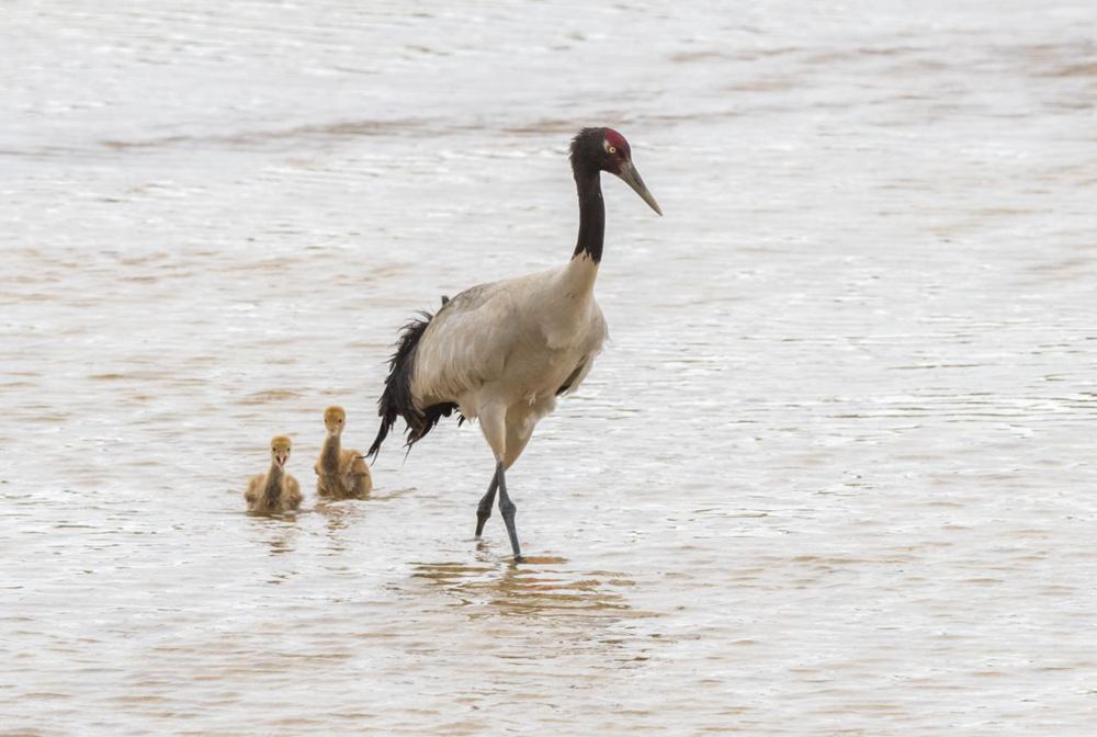 Black-necked crane population exceeds 8,000 in SW China’s Tibet