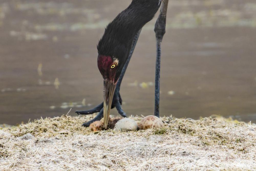 Black-necked crane population exceeds 8,000 in SW China’s Tibet