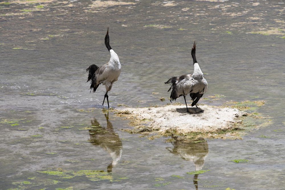 Black-necked crane population exceeds 8,000 in SW China’s Tibet