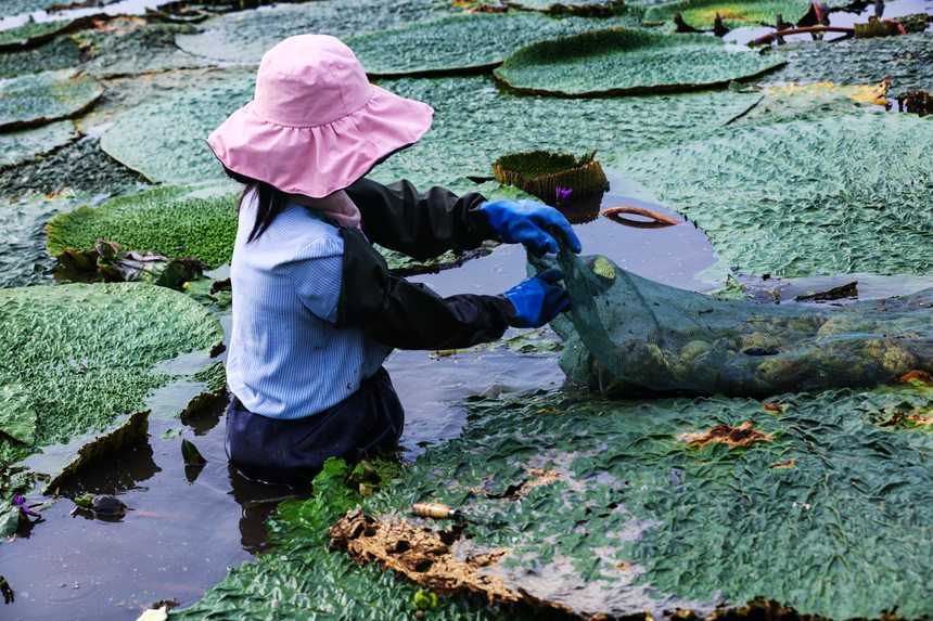 Farmers in central China's Henan busy harvesting gorgon fruit