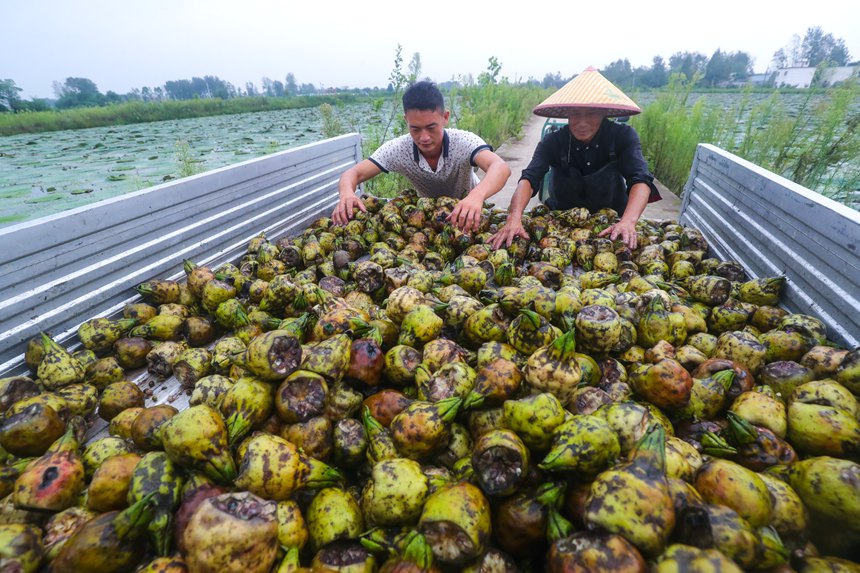 Farmers in central China's Henan busy harvesting gorgon fruit