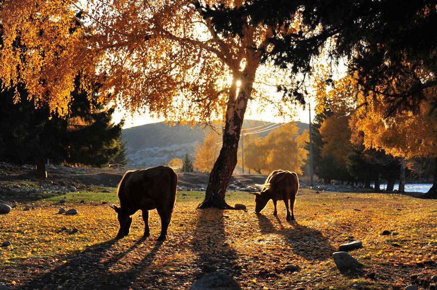 Explore fascinating autumnal vistas in NW China's Xinjiang