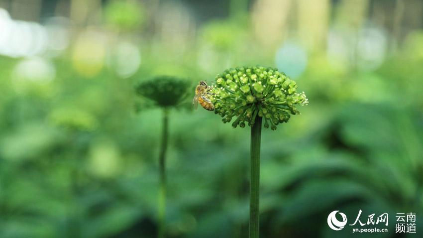 Wenshan prefecture in SW China’s Yunnan makes headway in conservation of endemic herb