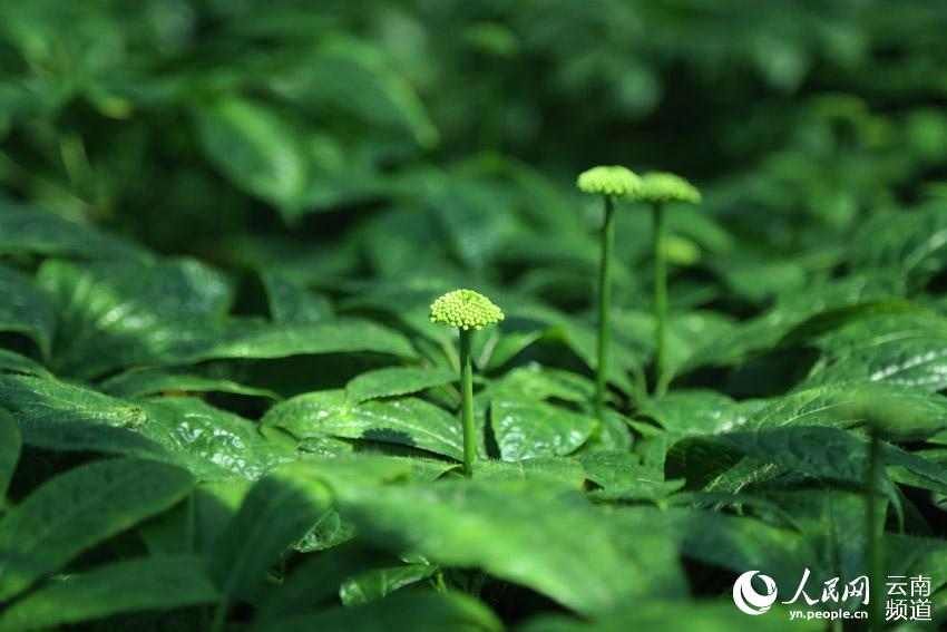 Wenshan prefecture in SW China’s Yunnan makes headway in conservation of endemic herb