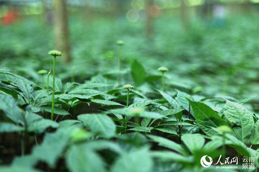 Wenshan prefecture in SW China’s Yunnan makes headway in conservation of endemic herb