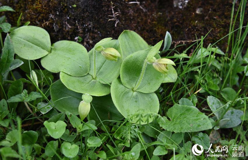 Critically endangered orchid lost for over 25 years rediscovered in SW China's Yunnan