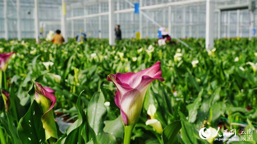 Stunning flowers cultivated in SW China's Yunnan selling well nationwide