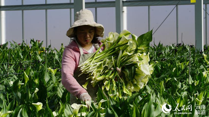 Stunning flowers cultivated in SW China's Yunnan selling well nationwide