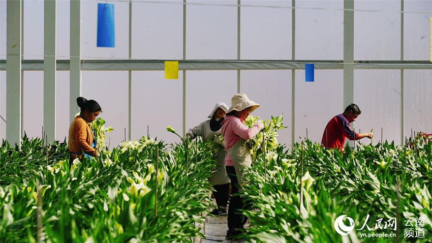 Stunning flowers cultivated in SW China's Yunnan selling well nationwide