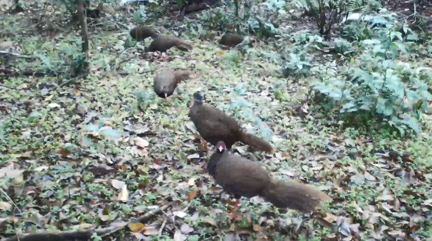 Infrared cameras capture footage of silver pheasants strolling in forest in SW China’s Yunnan