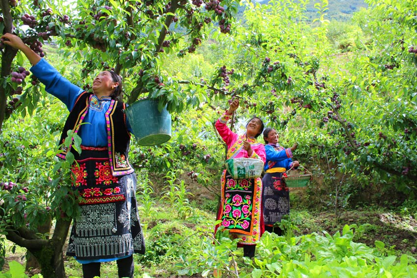 Small fruits drive growth of agricultural industry in Wenchuan, SW China