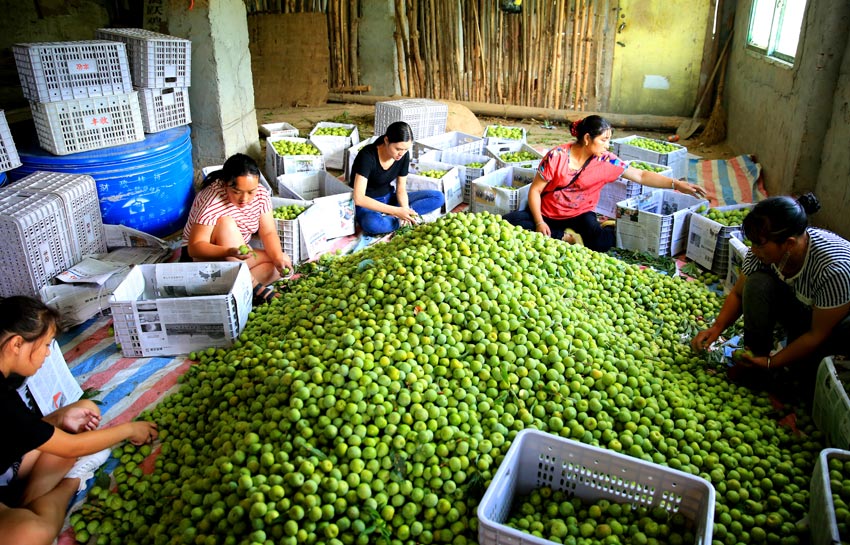 Small fruits drive growth of agricultural industry in Wenchuan, SW China