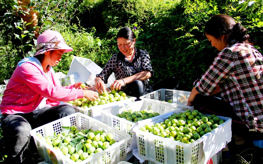 Small fruits drive growth of agricultural industry in Wenchuan, SW China