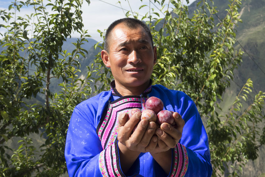 Small fruits drive growth of agricultural industry in Wenchuan, SW China