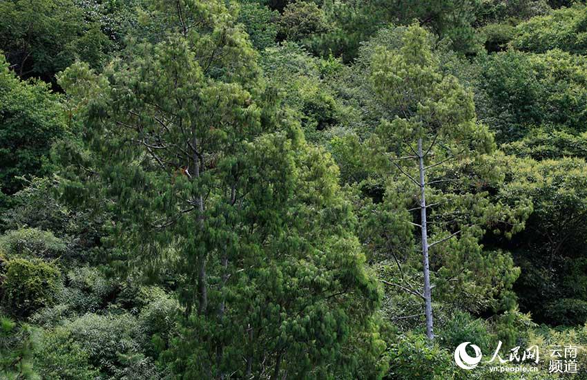 Population of critically endangered pine trees undergoes significant growth in SW China’s Yunnan