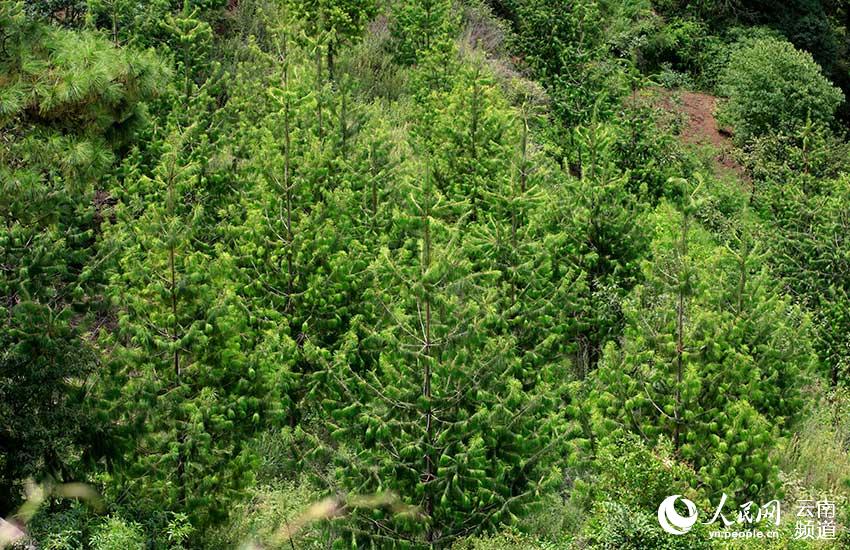 Population of critically endangered pine trees undergoes significant growth in SW China’s Yunnan