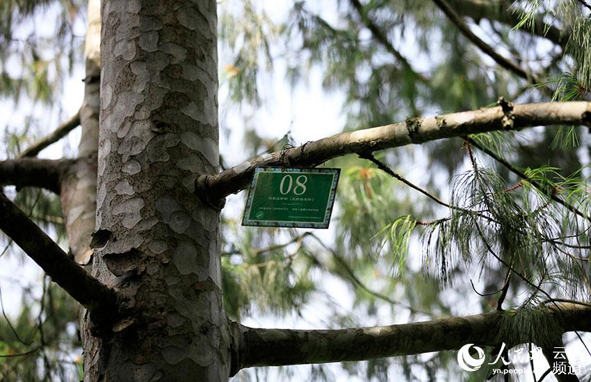 Population of critically endangered pine trees undergoes significant growth in SW China’s Yunnan