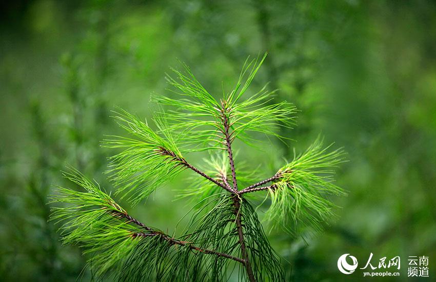 Population of critically endangered pine trees undergoes significant growth in SW China’s Yunnan