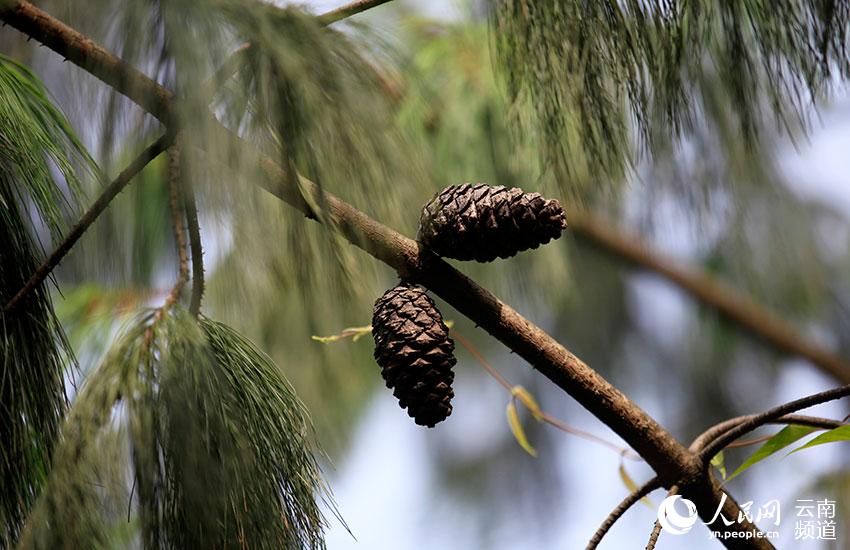 Population of critically endangered pine trees undergoes significant growth in SW China’s Yunnan