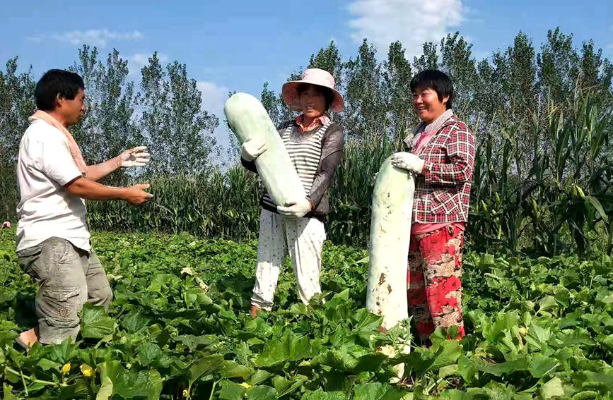 Wax gourd planting brings prosperity to village in Central China’s Henan province