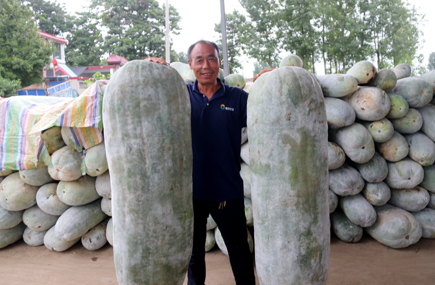 Wax gourd planting brings prosperity to village in Central China’s Henan province