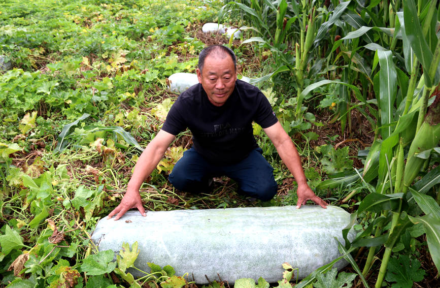 Wax gourd planting brings prosperity to village in Central China’s Henan province