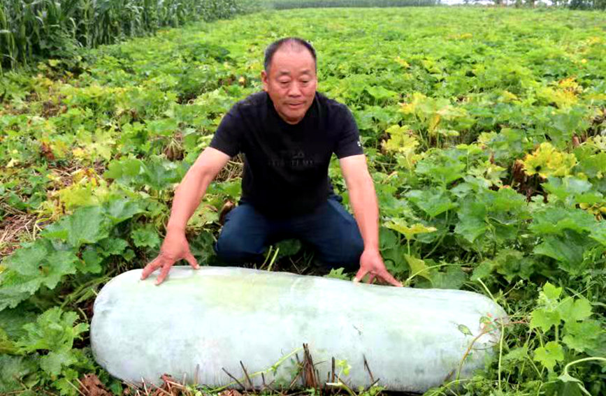 Wax gourd planting brings prosperity to village in Central China’s Henan province