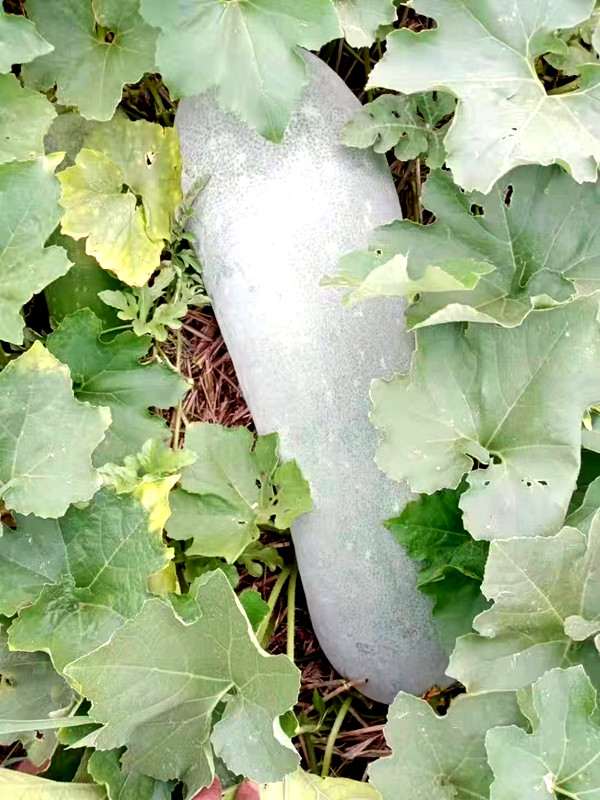 Wax gourd planting brings prosperity to village in Central China’s Henan province