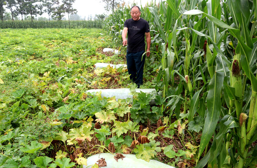 Wax gourd planting brings prosperity to village in Central China’s Henan province