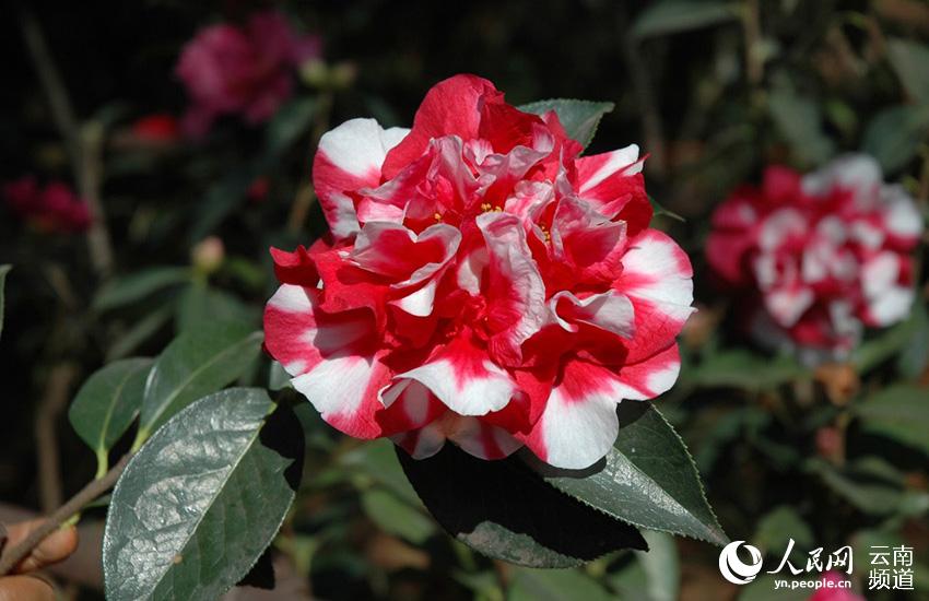Photo shows a camellia flower in full bloom at the Kunming Botanical Garden in Kunming, capital city of southwest China’s Yunnan province. (People’s Daily Online/ Li Faxing)
