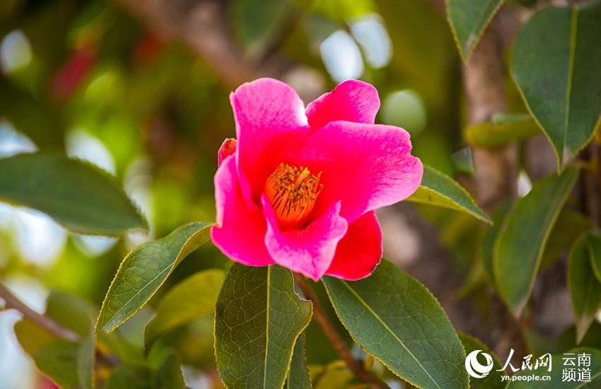 Discovering Yunnan's eight best-known beautiful flowers: Camellia