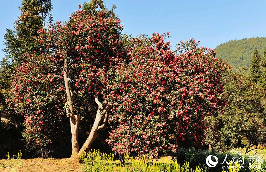 Discovering Yunnan's eight best-known beautiful flowers: Camellia