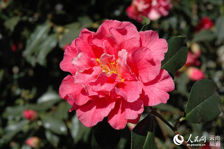 Discovering Yunnan's eight best-known beautiful flowers: Camellia